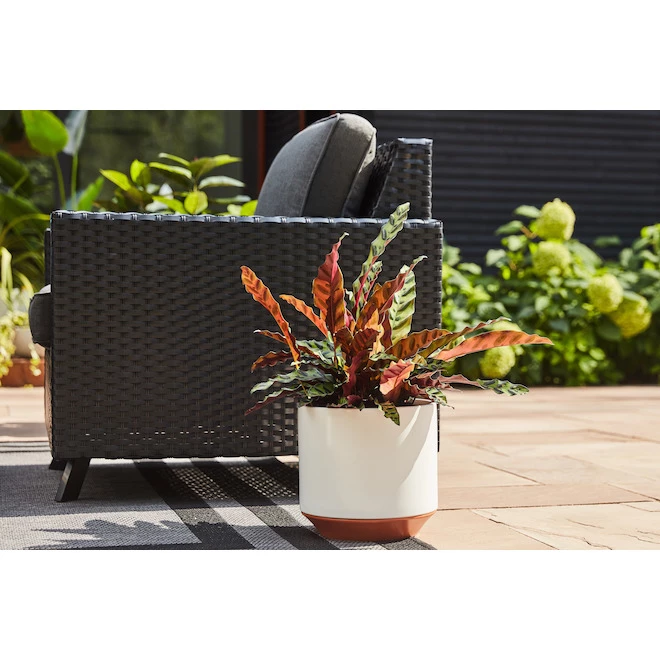 Pot cylindrique en céramique Allen + Roth, 10 po, blanc 2 Pot cylindrique en céramique Allen + Roth, 10 po, blanc – Image 2