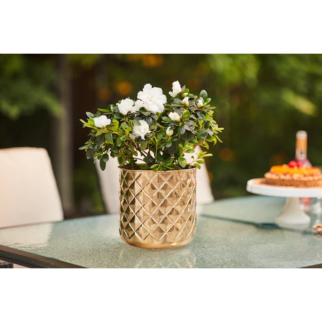 Jardinière en métal or Allen + Roth de 8,25 po L x 8,25 po H (1/pqt) 2 Jardinière en métal or Allen + Roth de 8,25 po L x 8,25 po H (1/pqt) – Image 2