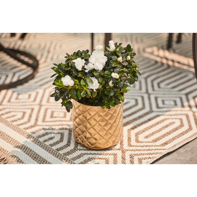 Jardinière en métal or Allen + Roth de 8,25 po L x 8,25 po H (1/pqt) 3 Jardinière en métal or Allen + Roth de 8,25 po L x 8,25 po H (1/pqt) – Image 3